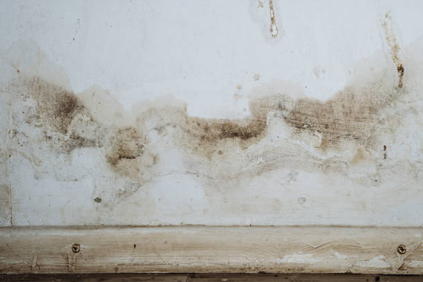 Professional Mold Inspection, Removal & Remediation in Marble Falls, TX